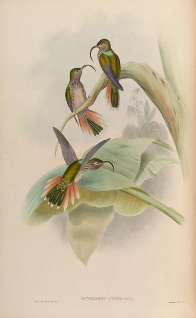 Eutoxeres condamini by John Gould
